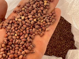 4MT Cowpea Seed