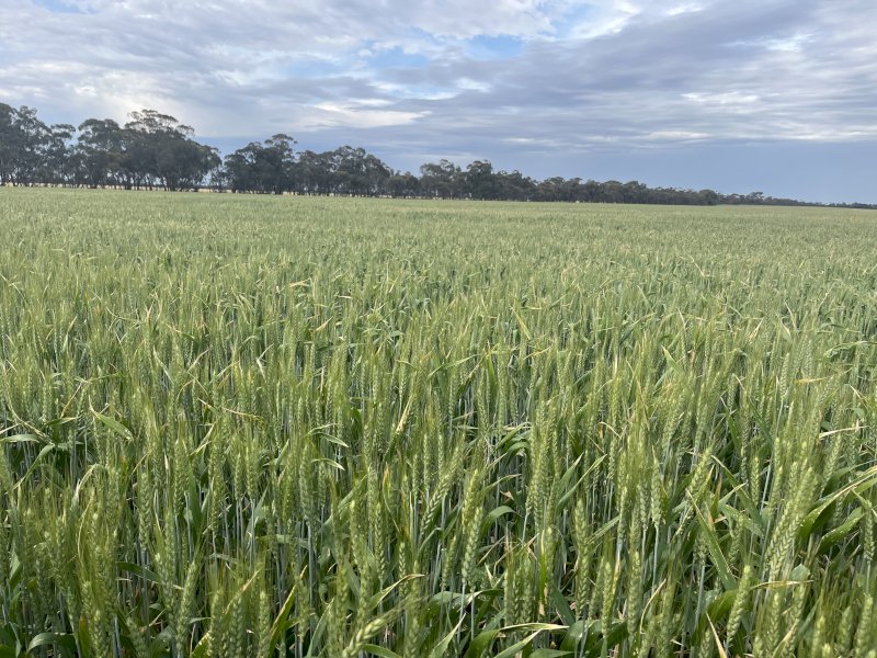 EOI Wheaten Hay. Cutting Now