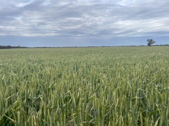EOI Wheaten Hay. Cutting Now