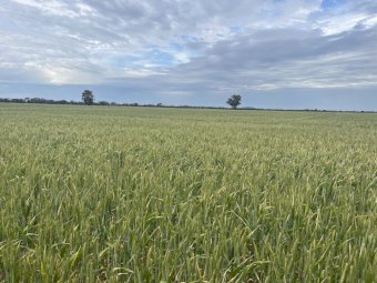 EOI Wheaten Hay. Cutting Now