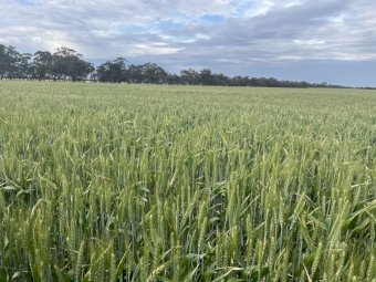 EOI Wheaten Hay. Cutting Now