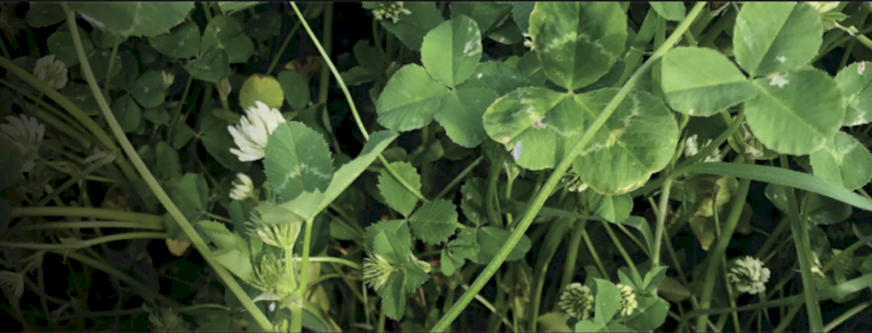 Superfect ex Port Kembla (Available from 14th October, 2024)