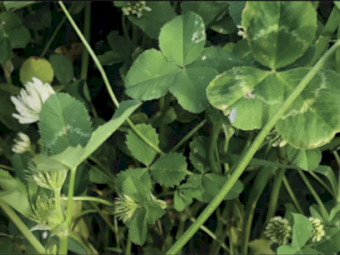 Superfect ex Port Kembla (Available from 14th October, 2024)