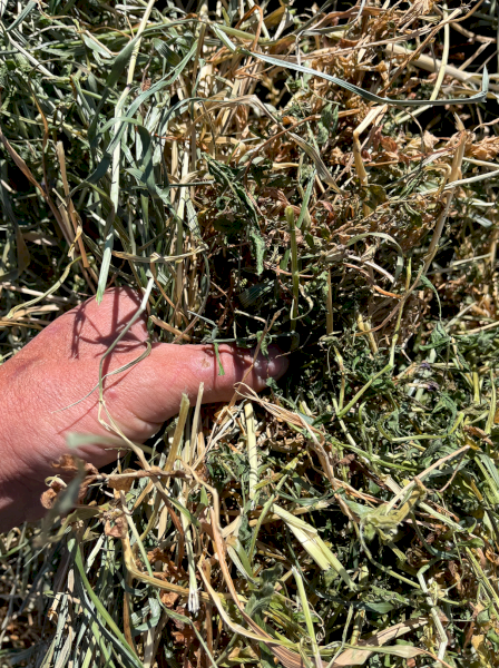 200mt Vetch Rye Hay 680kg 8x4x3 Bales (New Season)