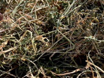 200mt Vetch Rye Hay 680kg 8x4x3 Bales (New Season)