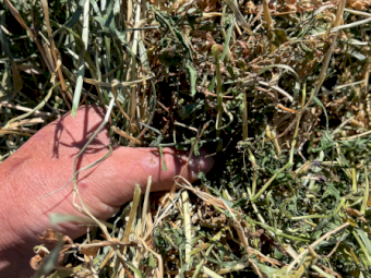 200mt Vetch Rye Hay 680kg 8x4x3 Bales (New Season)