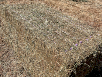 200mt Vetch Rye Hay 680kg 8x4x3 Bales (New Season)