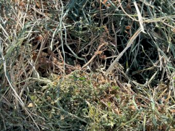 200mt Vetch Rye Hay 680kg 8x4x3 Bales (New Season)