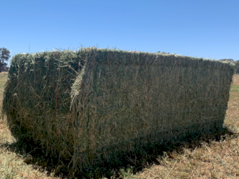 80mt Lucerne Hay 630kg 8x4x3 Bales