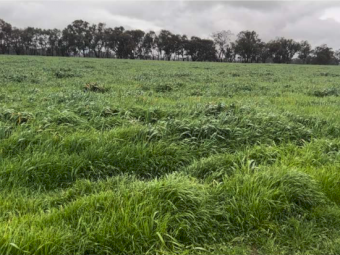 150 X Oaten / Rye / Clover Silage Round Bales