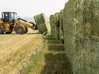 WANTED Organic Hay suitable for Sheep and Cattle