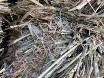 250mt Wheaten Hay 650-700kg Bales