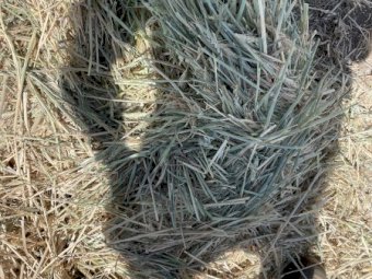 250mt Wheaten Hay 650-700kg Bales