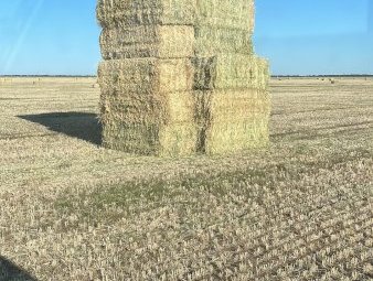 250mt Wheaten Hay 650-700kg Bales
