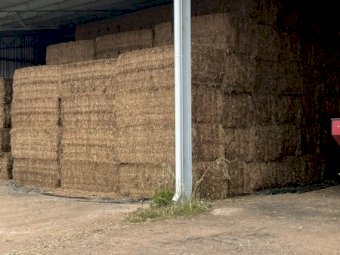 250mt Vetch Hay 580-600kg 8x4x3 Bales