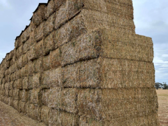 300mt Vetch Hay 8x4x3 Bales (New Season 24/25)