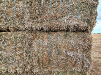 300mt Vetch Hay 8x4x3 Bales (New Season 24/25)