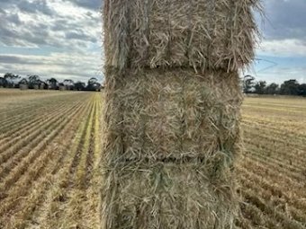 2024 Barley Hay 8x4x3