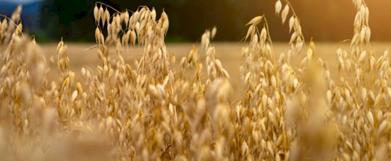 Farm Tender Seed Registrar - What seed will you be looking for next Season?