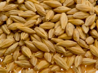 Farm Tender Seed Registrar - What seed will you be looking for next Season?