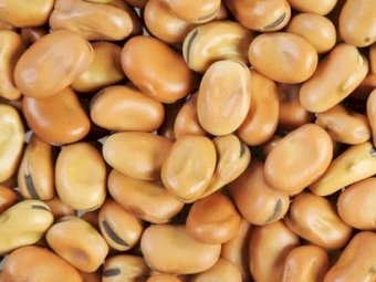 Farm Tender Seed Registrar - What seed will you be looking for next Season?