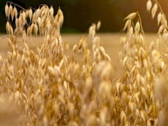 Farm Tender Seed Registrar - What seed will you be looking for next Season?