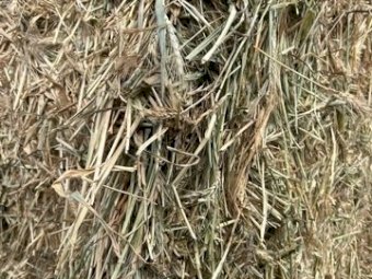 2024 Wheaten Hay 8x4x3