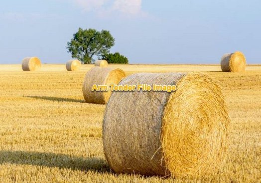 500 Organic Wheaten Rolls