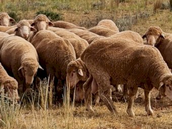 50 x Thompson Poll Merino Stud Rams
