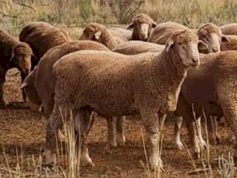 50 x Thompson Poll Merino Stud Rams