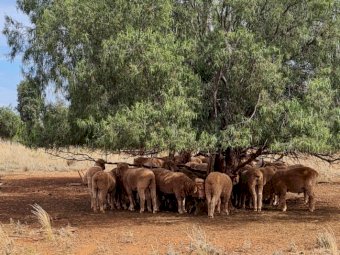 50 x Thompson Poll Merino Stud Rams