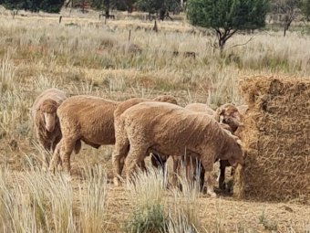50 x Thompson Poll Merino Stud Rams