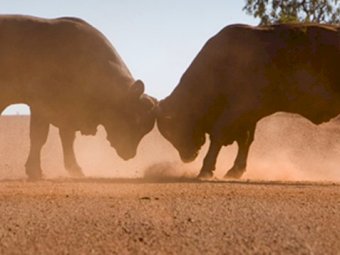 Sell your surplus Rams and Bulls on Farm Tender