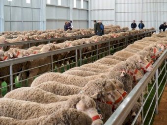 Sell your surplus Rams and Bulls on Farm Tender