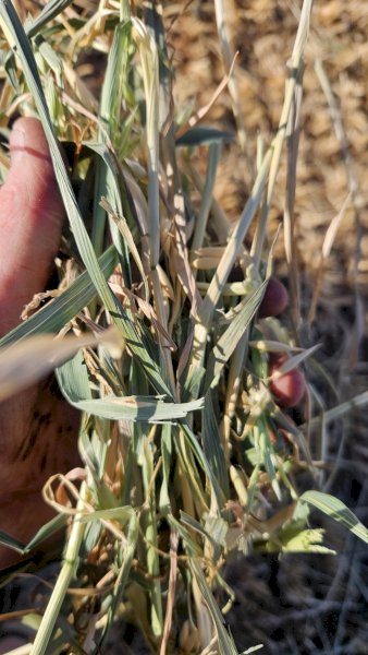 250mt Oaten Hay 400-450kg 5x4 Rolls (New Season 24/25)