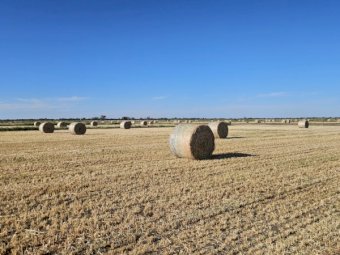 250mt Oaten Hay 400-450kg 5x4 Rolls (New Season 24/25)