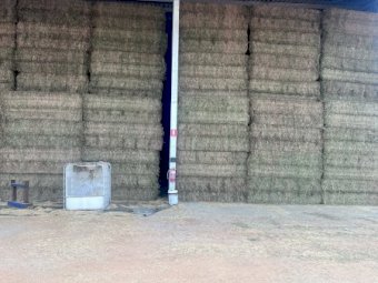 200mt Vetch Hay 650-700kg 8x4x3 Bales (New Season 24/25)