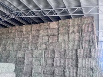 200mt Vetch Hay 650-700kg 8x4x3 Bales (New Season 24/25)