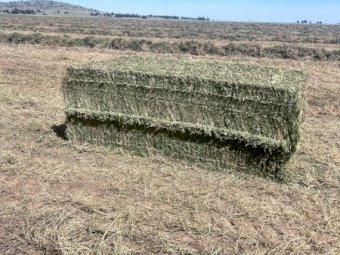 200mt Vetch Hay 650-700kg 8x4x3 Bales (New Season 24/25)