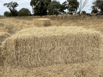 50mt Ryegrass Hay 8x4x3 Bales