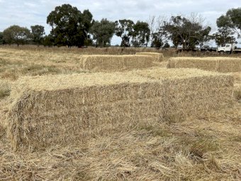 50mt Ryegrass Hay 8x4x3 Bales