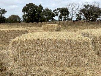 50mt Ryegrass Hay 8x4x3 Bales