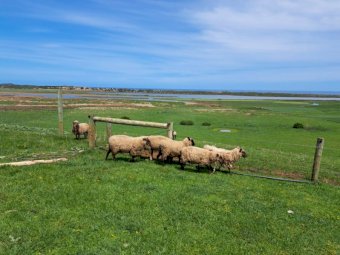 South Suffolk Ewes x 20