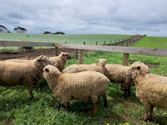 South Suffolk Ewes x 20