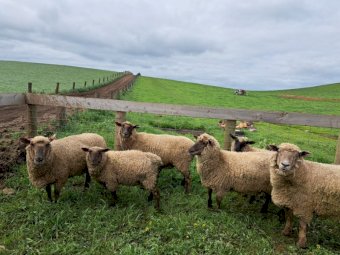 South Suffolk Ewes x 20