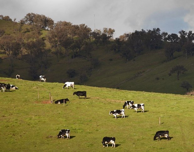 WANTED 600-1000 acre Dairy Farm Lease