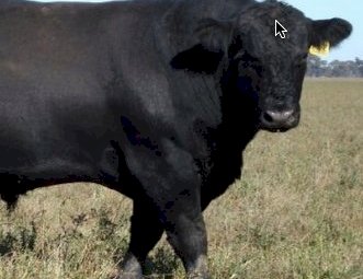 WANTED Angus Bulls