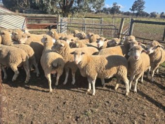 115 x Poll Dorset Ewes