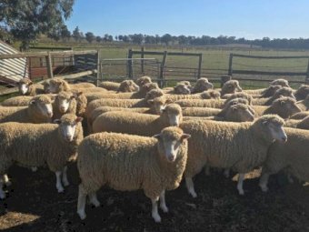 115 x Poll Dorset Ewes