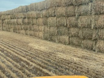 450mt Barley Hay 792kg 8x4x3 Bales (Southern Mallee)